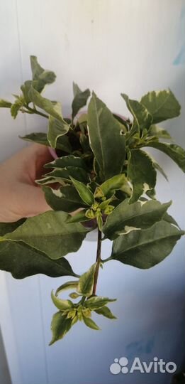 Бугенвиллия