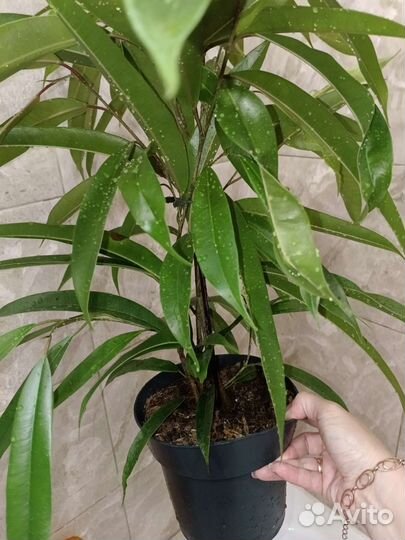 Фикус Amstel King