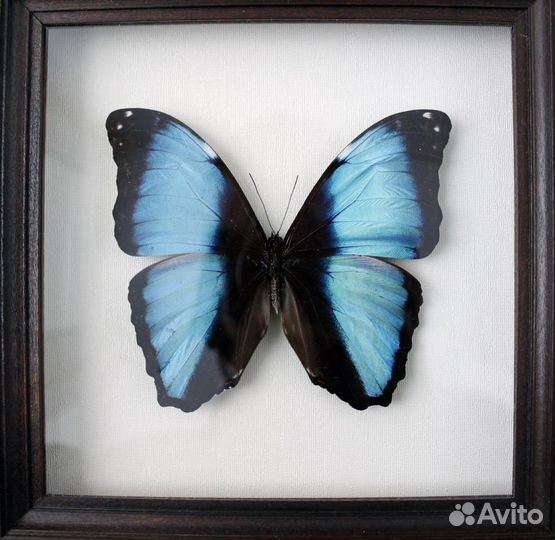 Бабочка в рамке Морфо Дейдамия (Morpho deidamia)