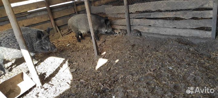 Дикие кабаны