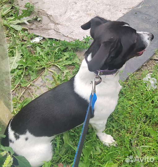 Собака в добрые руки