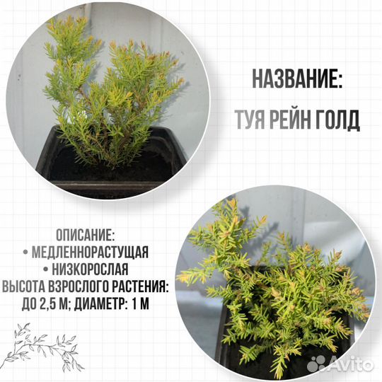 Садовые растения