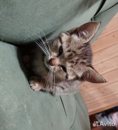 Котята в добрые руки, 1,5 месяца