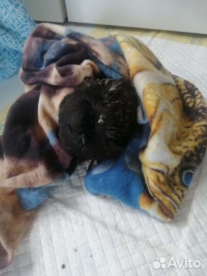 Голубь в добрые руки отдам бесплатно