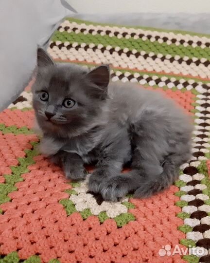 Кошки в добрые руки бесплатно