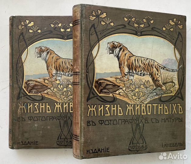 Жизнь животных в фотографиях с натуры. 2 т