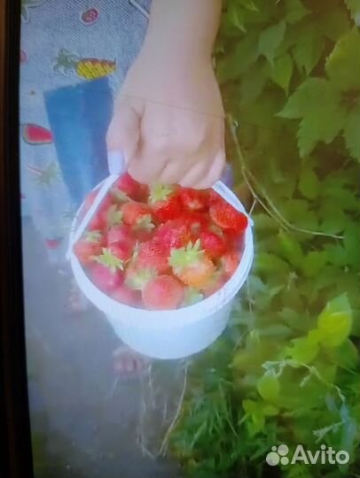Рассада клубники альбион