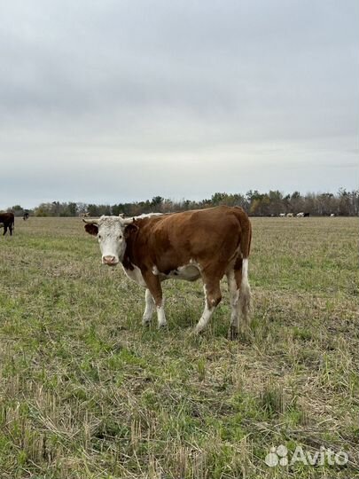 Телята бычки телки