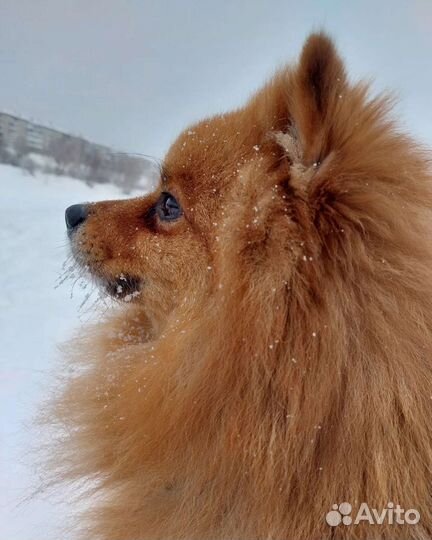 Вязка, Средний шпиц