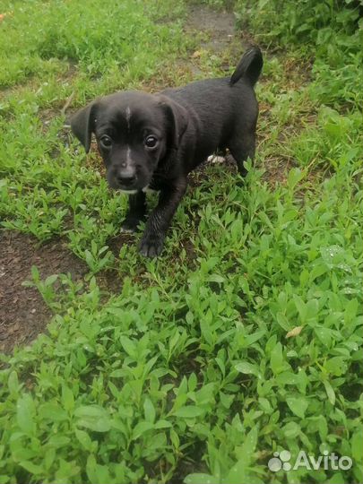 Щенки, пинчер со спаниелем