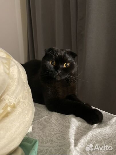 Шотландский вислоухий кот