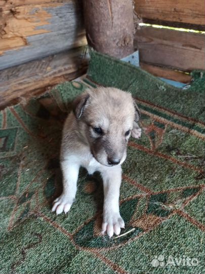 Щенки лайки