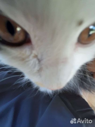 Котята отдам в добрые руки бесплатно