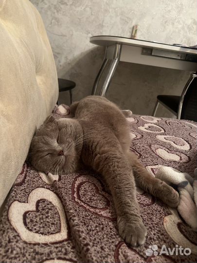 Шотландский вислоухий кот