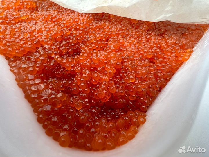 Красная икра 2023