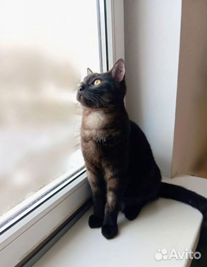 Молодой котик