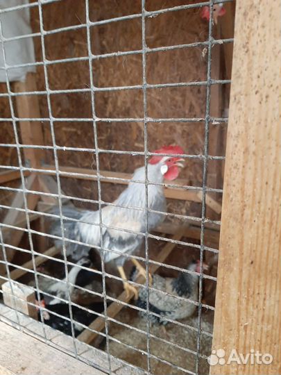 Домашняя птица