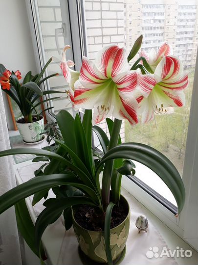 Гиппеаструм амариллис комнатные цветы