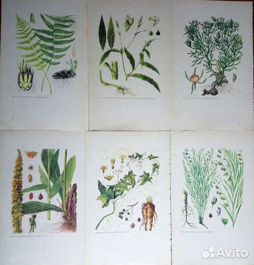 Иллюстрации растений