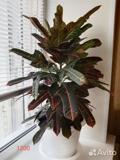 Комнатные растения