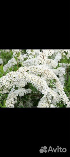 Спирея грефшейм