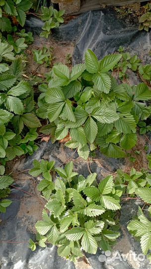 Рассада клубники