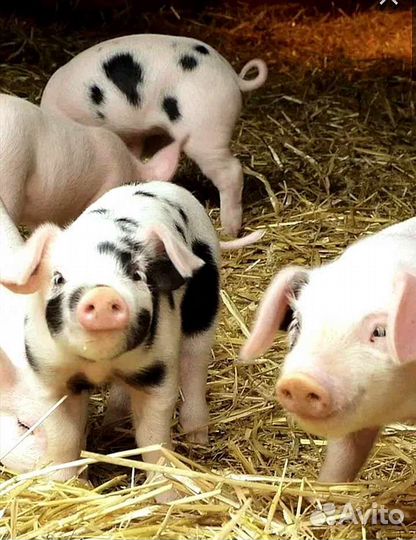 Поросята 1,5 месяца