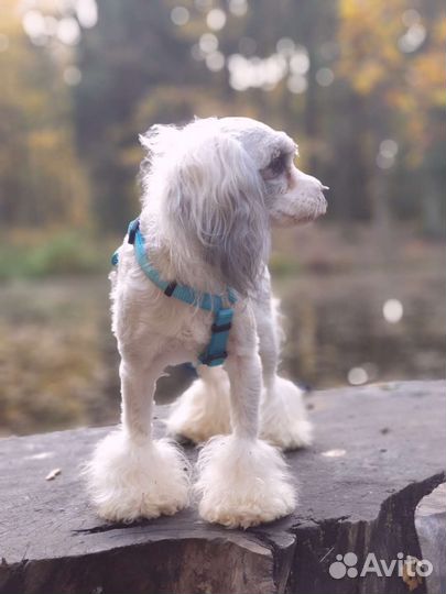 Малая львиная собака