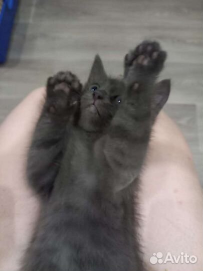 Отдам котëнка британца