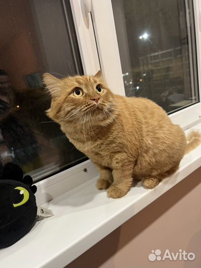 Сибирский кот