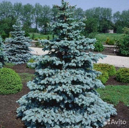 Ель Голубая