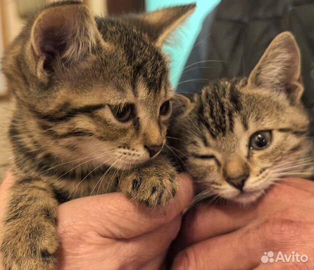 Котята в добрые руки бесплатно Москва