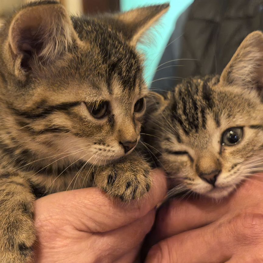 Котята в добрые руки бесплатно Москва