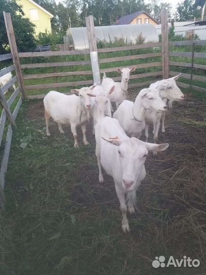 Зааненская дойная коза