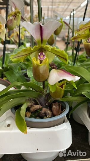 Орхидея пафиопедилум