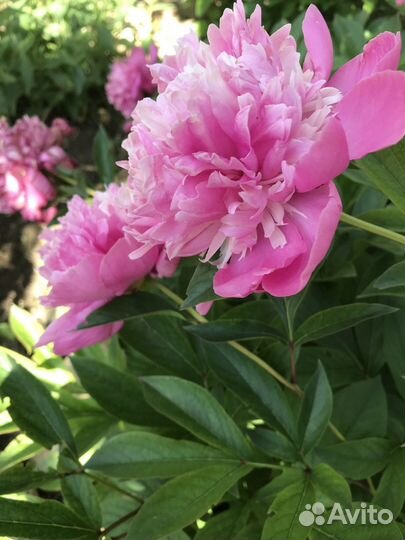 Пионы сортовые