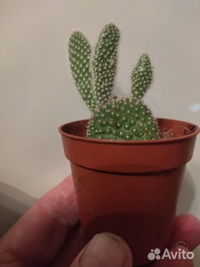 Суккуленты набор, алоэ, опунция, хавортия