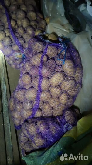 Продам картофель