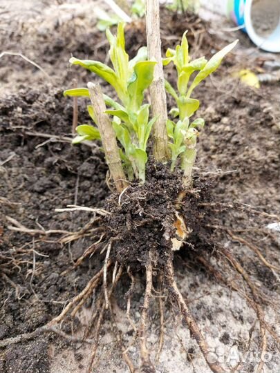 Флоксы, Безвременник, Желтая ромашка