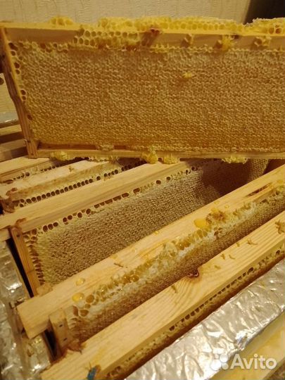 Рамка меда в сотах август 2023