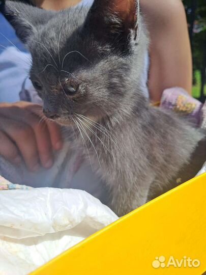 Котёнок,глазки больные и голубые,уличный