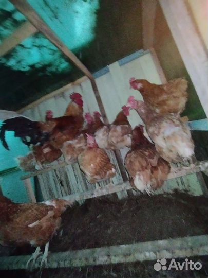 Курицы несушки