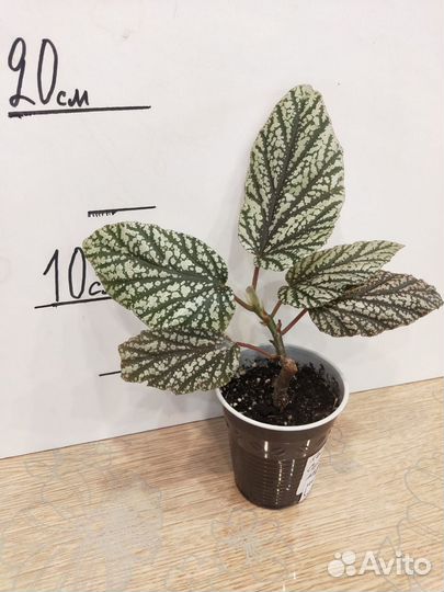 Бегонии кейн