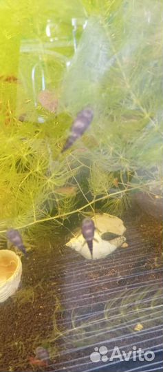 Сомики анциструсы