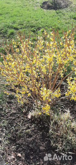 Сад благоустройство