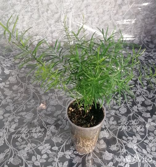 Аспарагус шпренгера