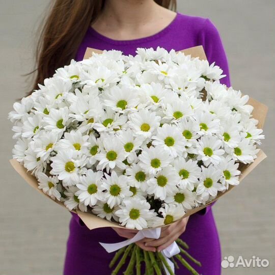 Хризантема Кеннеди