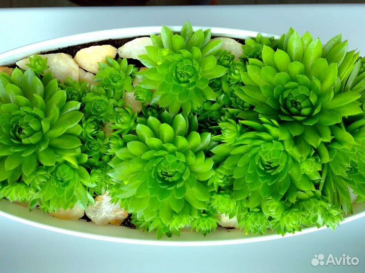 Флорариум суккуленты