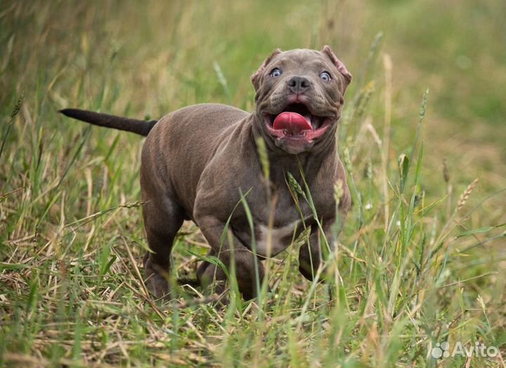 Американский булли стандарт