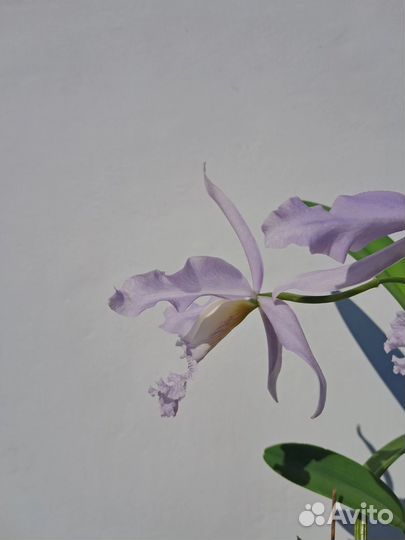 Орхидея каттлея